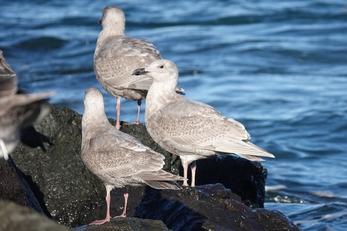 Glaucous-winged Gull - ML646024154