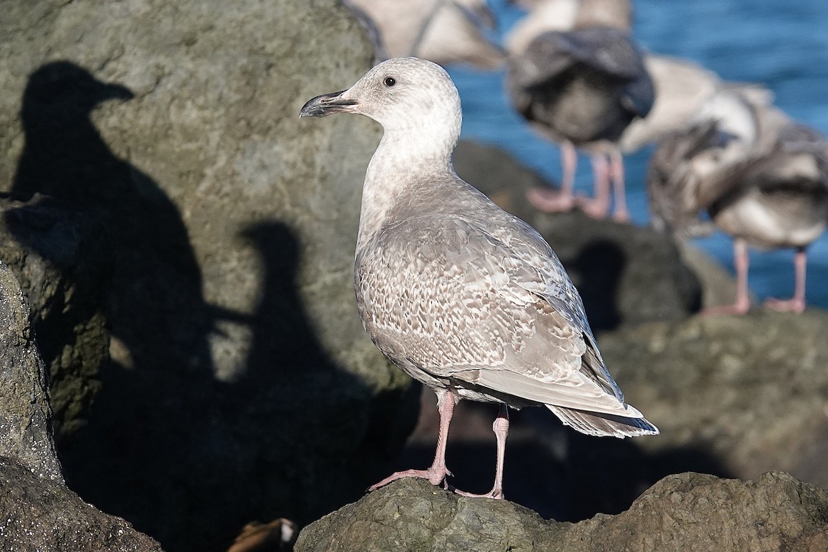 Glaucous-winged Gull - ML646024155