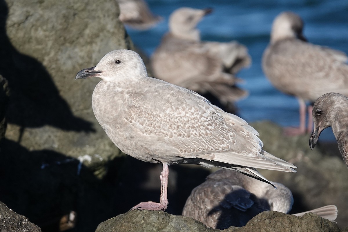 Glaucous-winged Gull - ML646024156