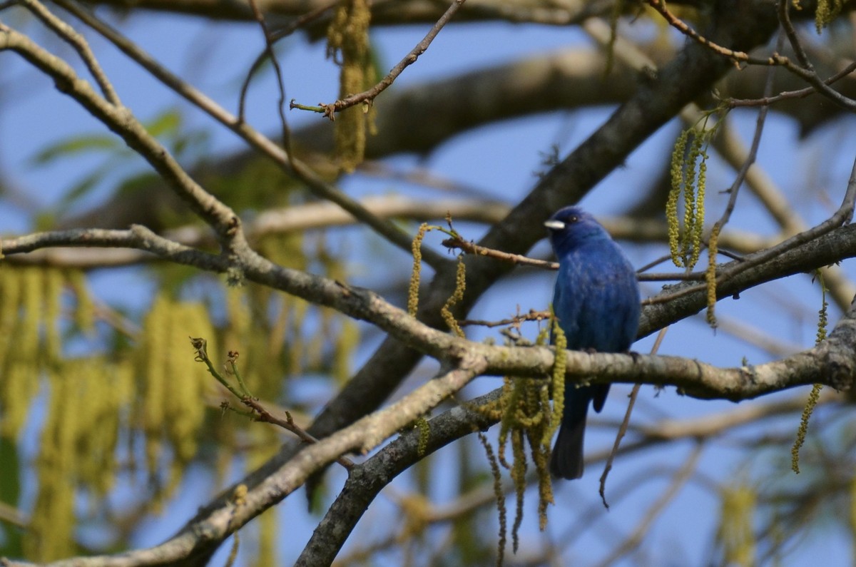 Indigo Bunting - ML646024158