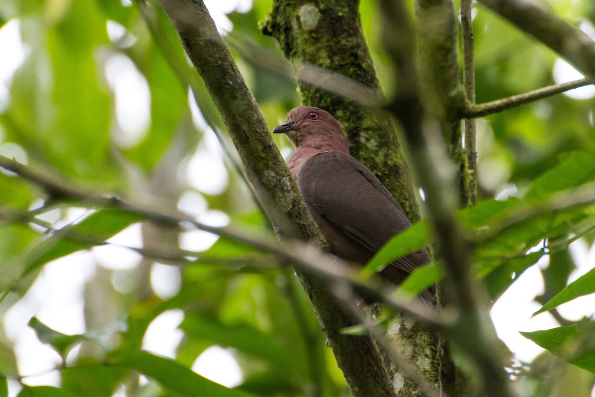 コバシバト - ML646024160