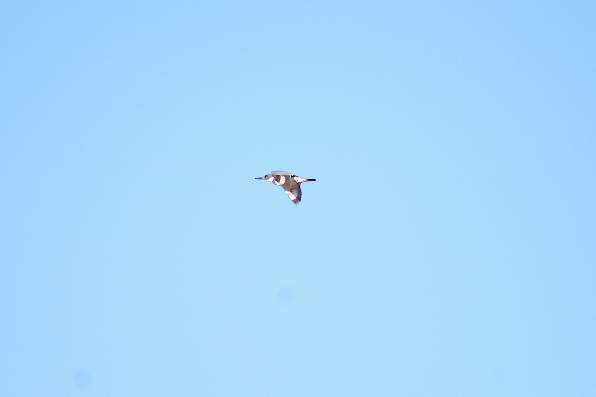 Belted Kingfisher - ML646024176