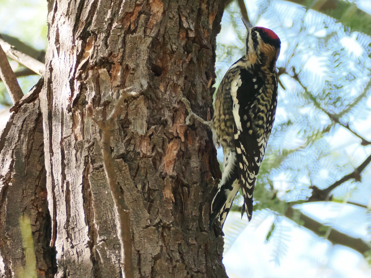 Chupasavia Nuquirrojo - ML646024183