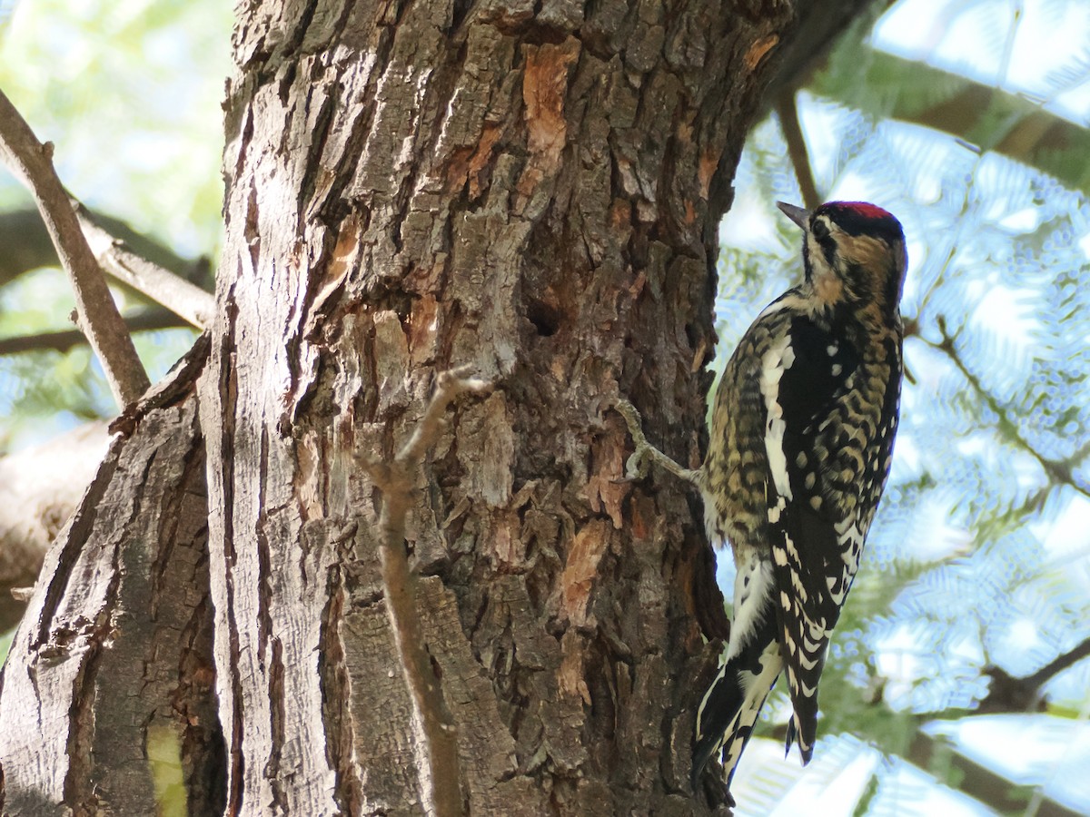 Chupasavia Nuquirrojo - ML646024184