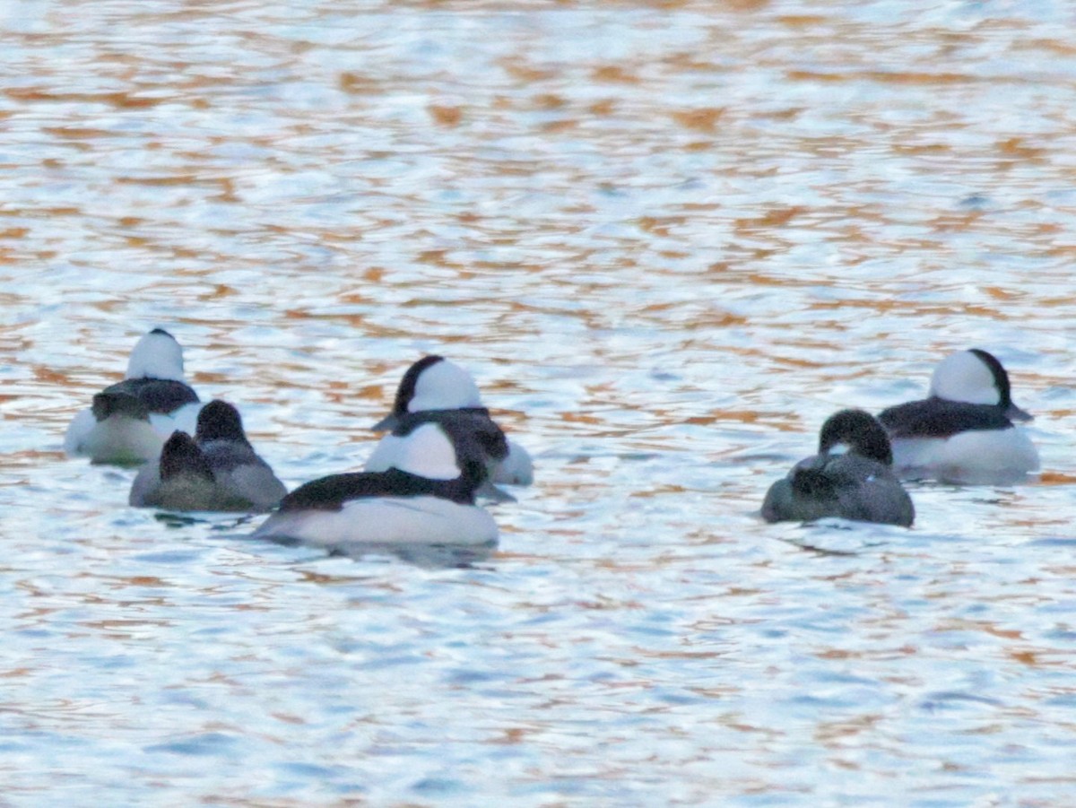 Bufflehead - ML646024191