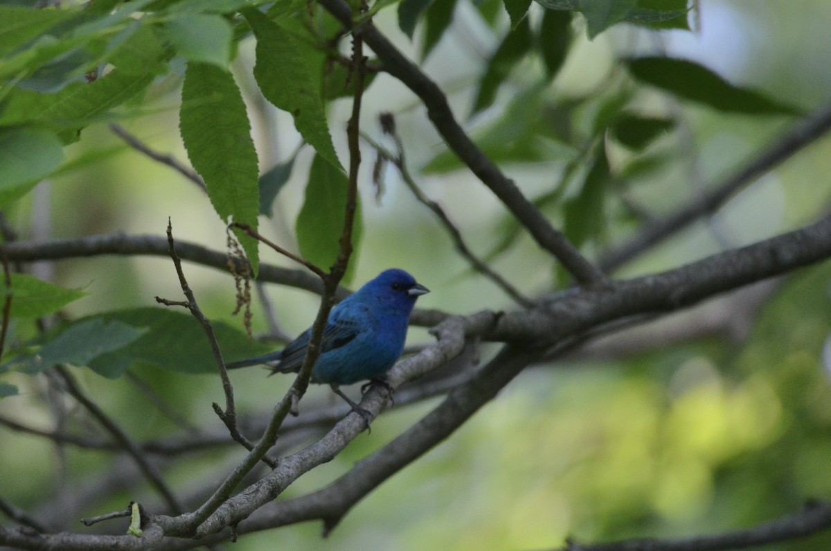 Indigo Bunting - ML646024193