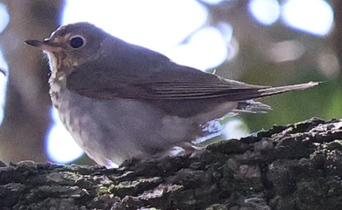 drozd západní - ML646024195