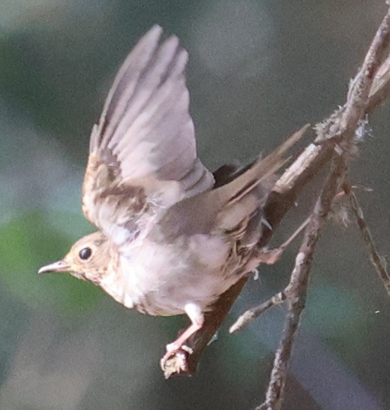 drozd západní - ML646024197