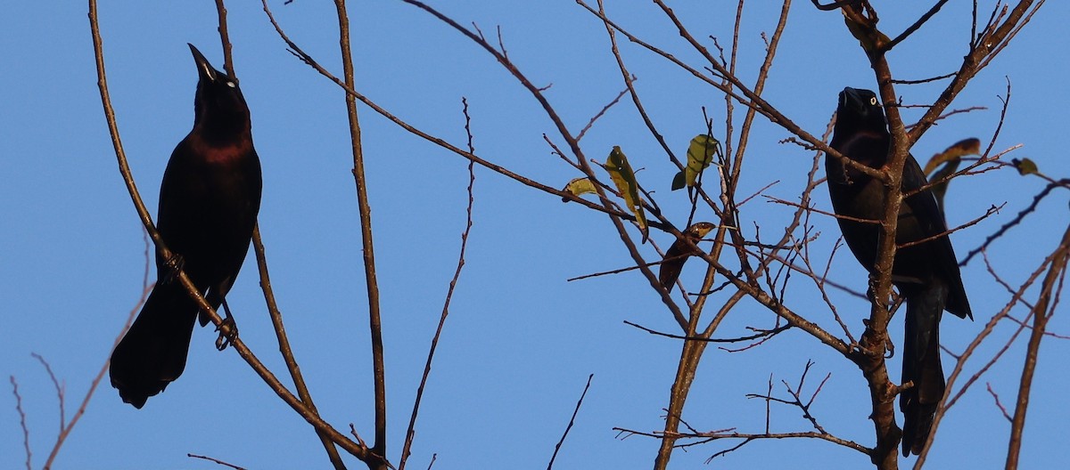 Common Grackle - ML646024198
