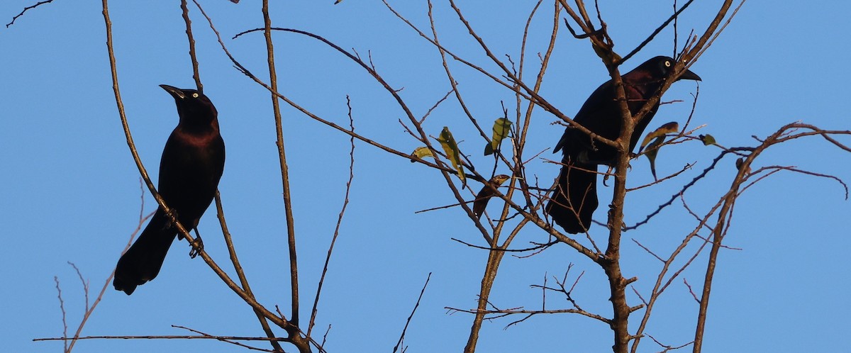 Common Grackle - ML646024199