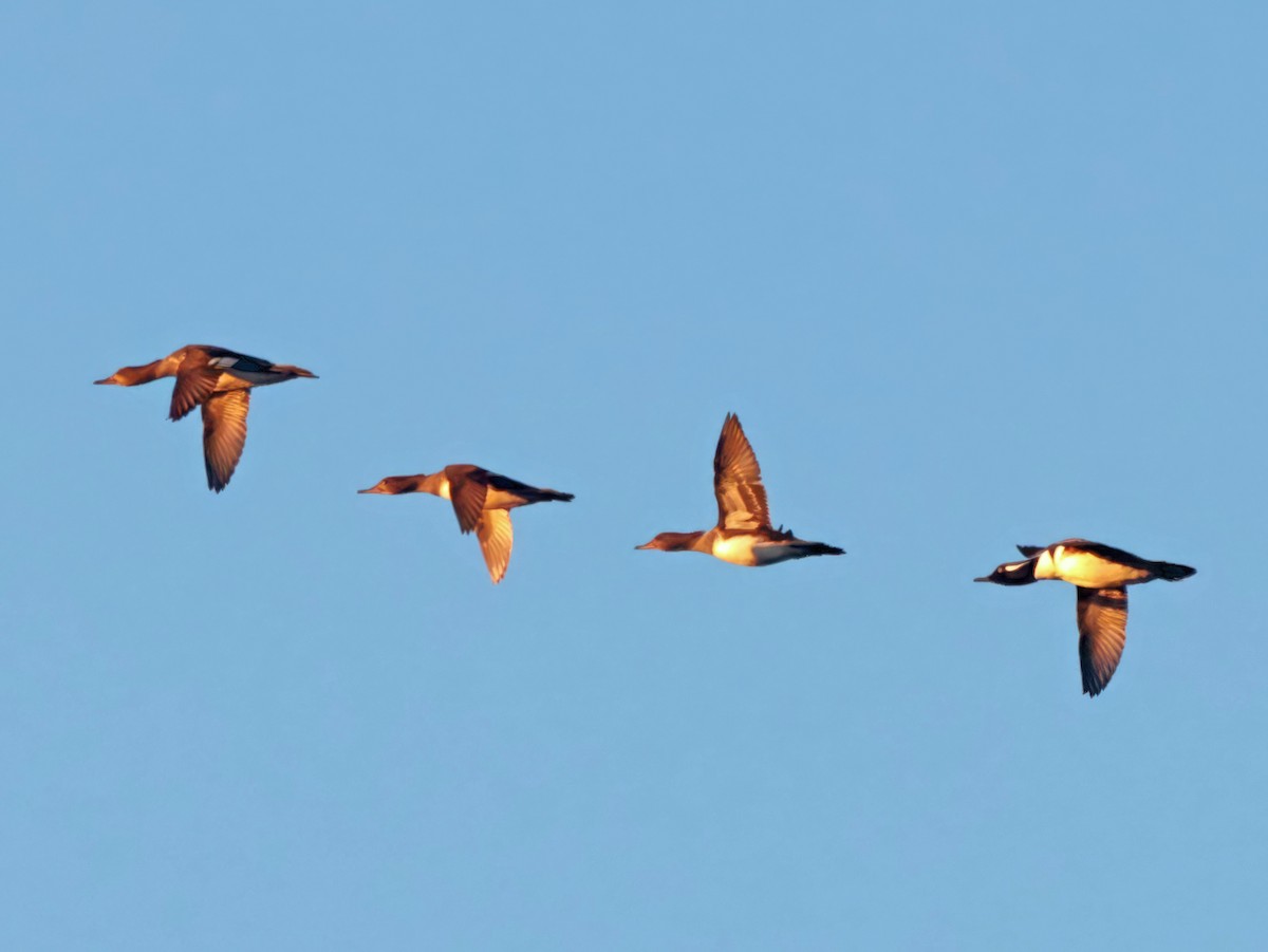 Hooded Merganser - ML646024205