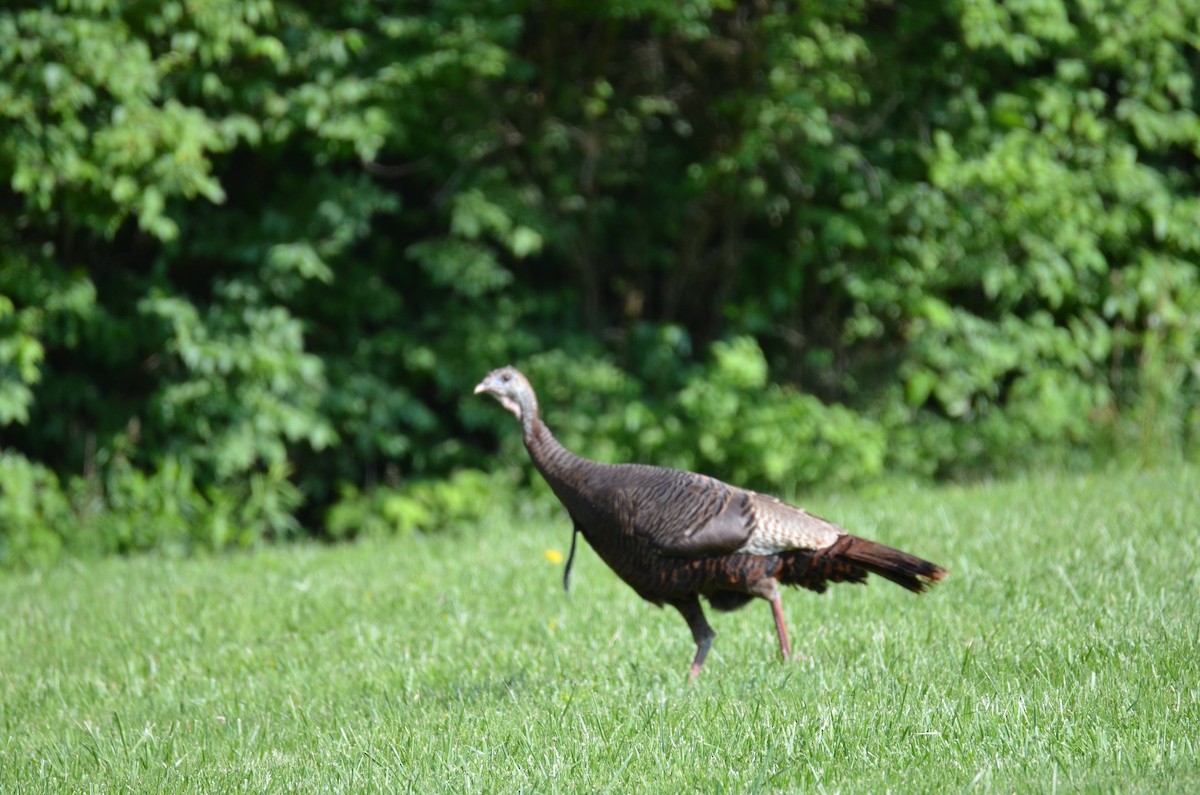 Wild Turkey - ML646024207