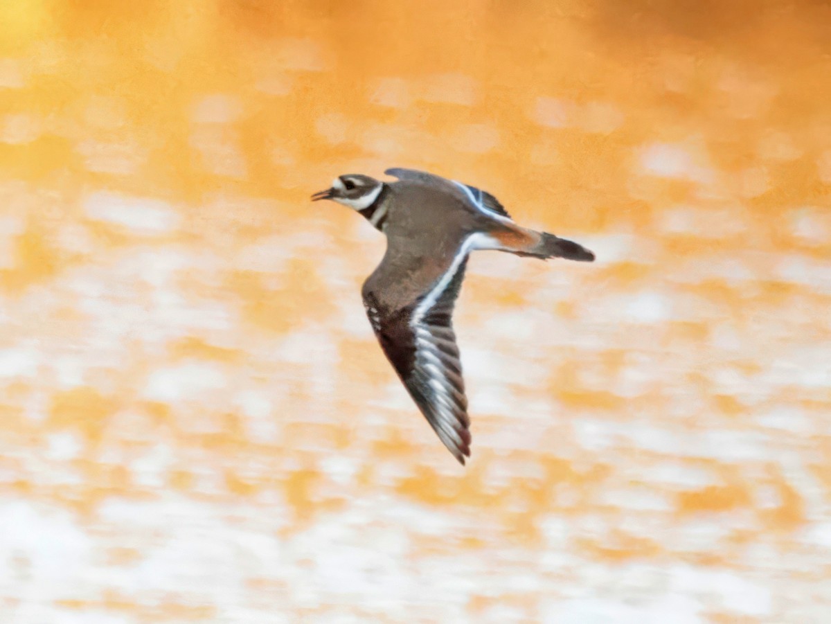 Killdeer - ML646024208