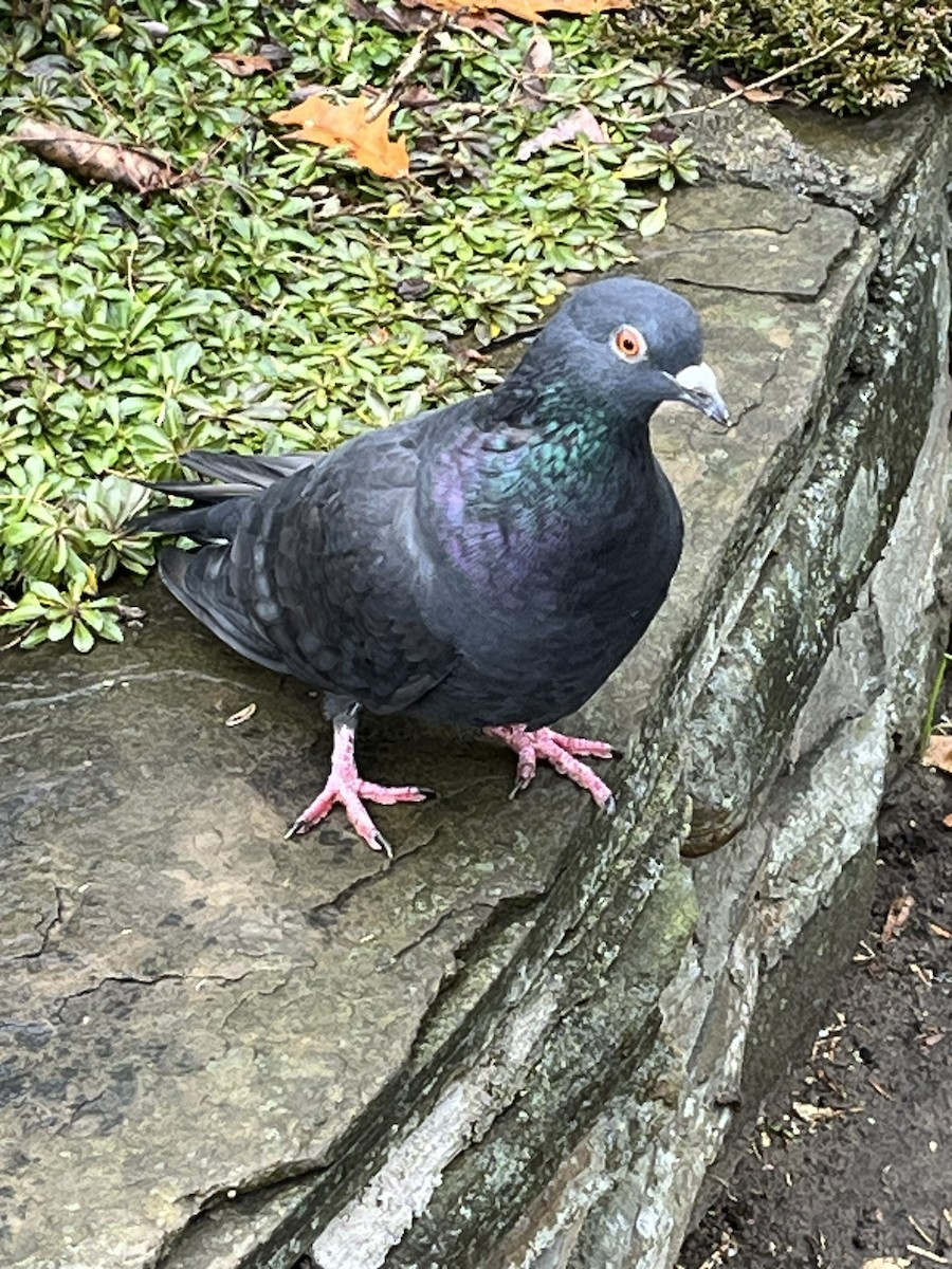 Rock Pigeon (Feral Pigeon) - ML646024215