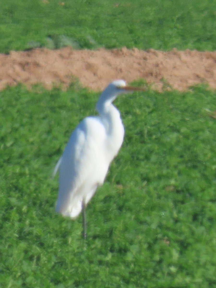 Garceta Grande - ML646024217