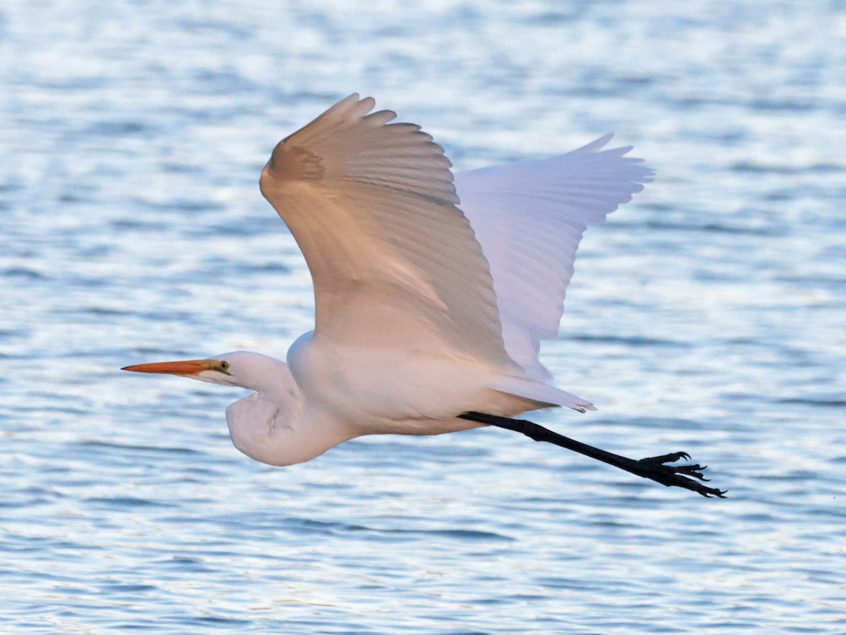 Garceta Grande - ML646024222