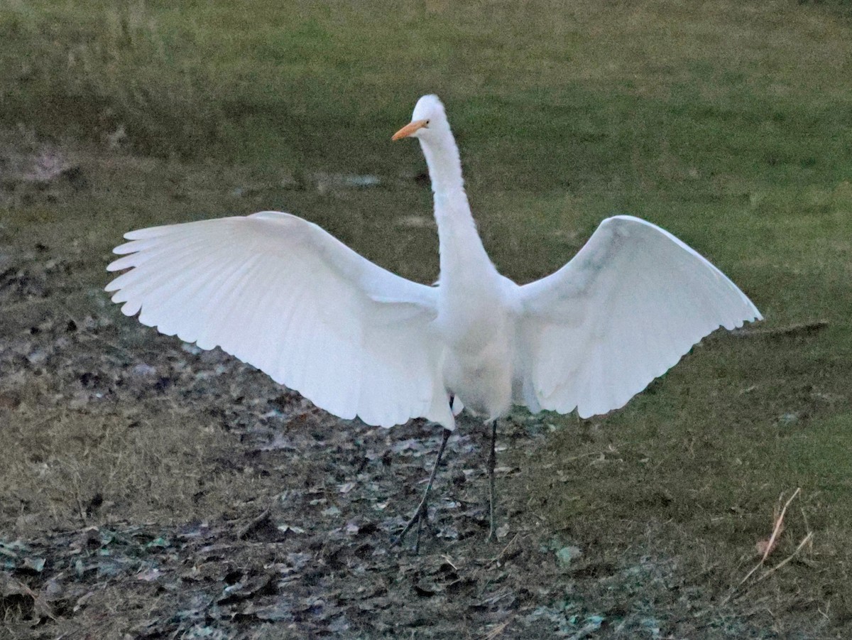 Garceta Grande - ML646024224