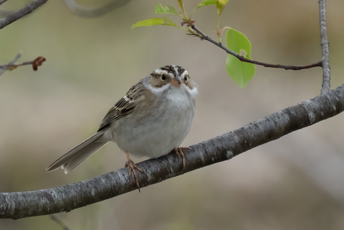 Kil Rengi Serçe - ML646024228