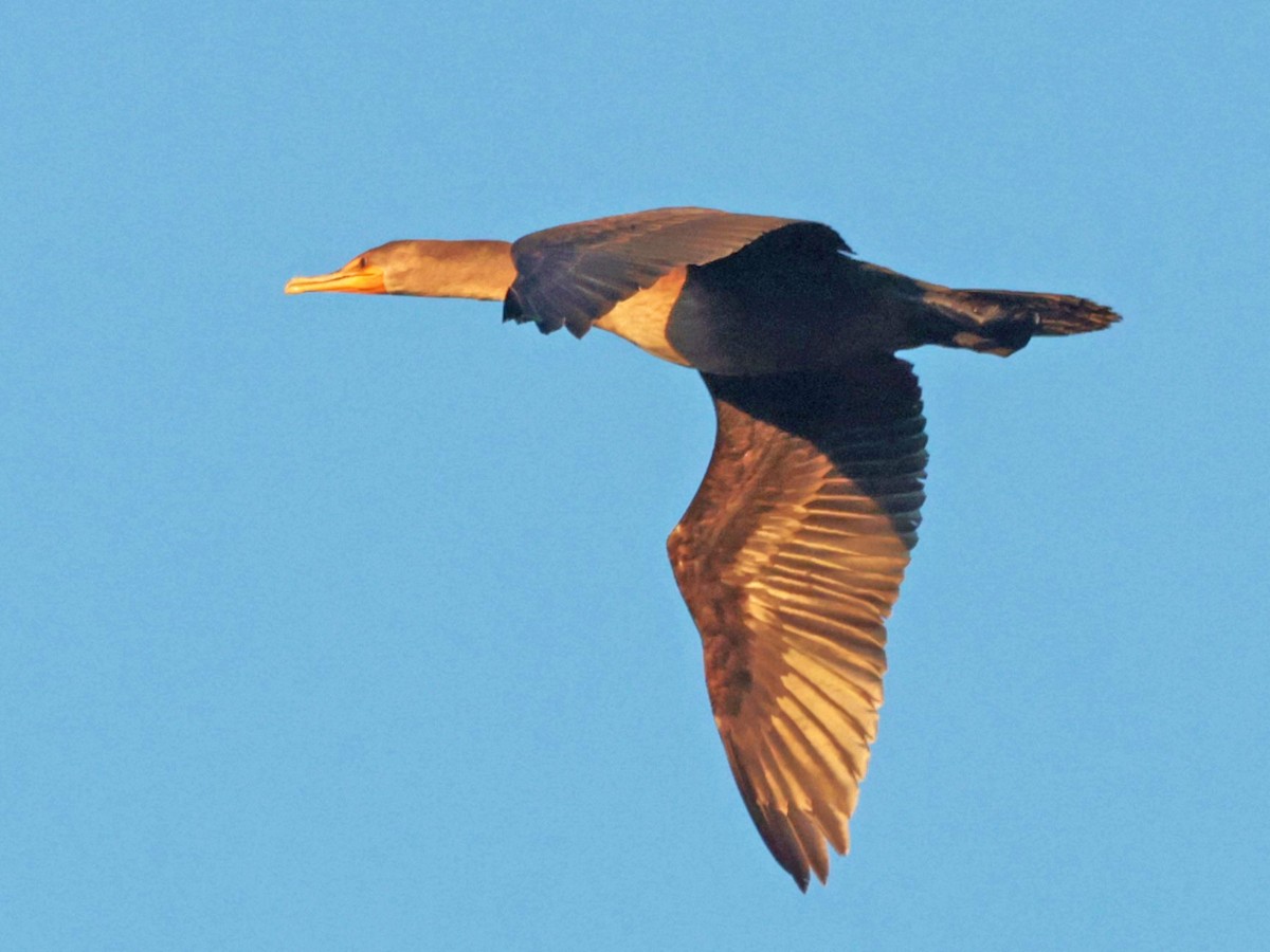 Double-crested Cormorant - ML646024230