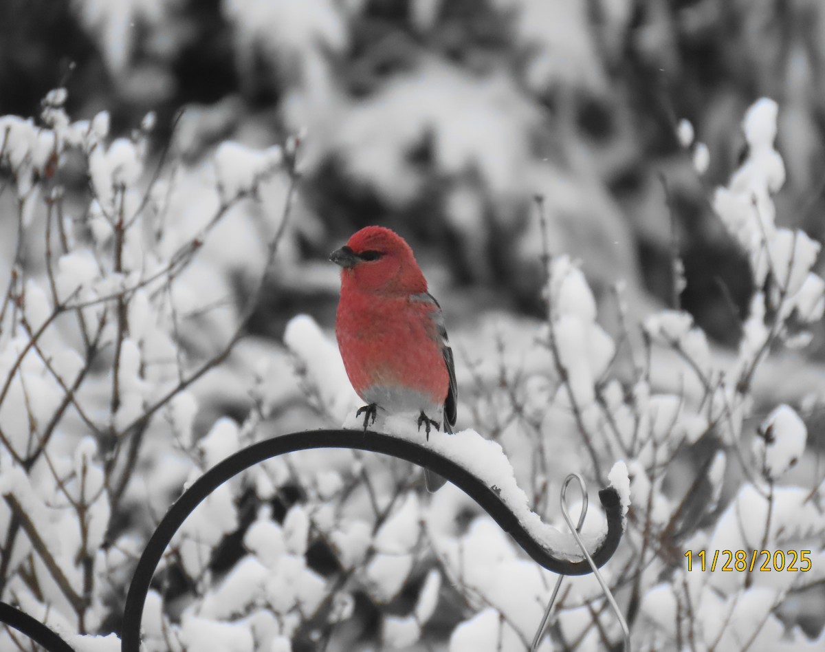 ギンザンマシコ - ML646024232