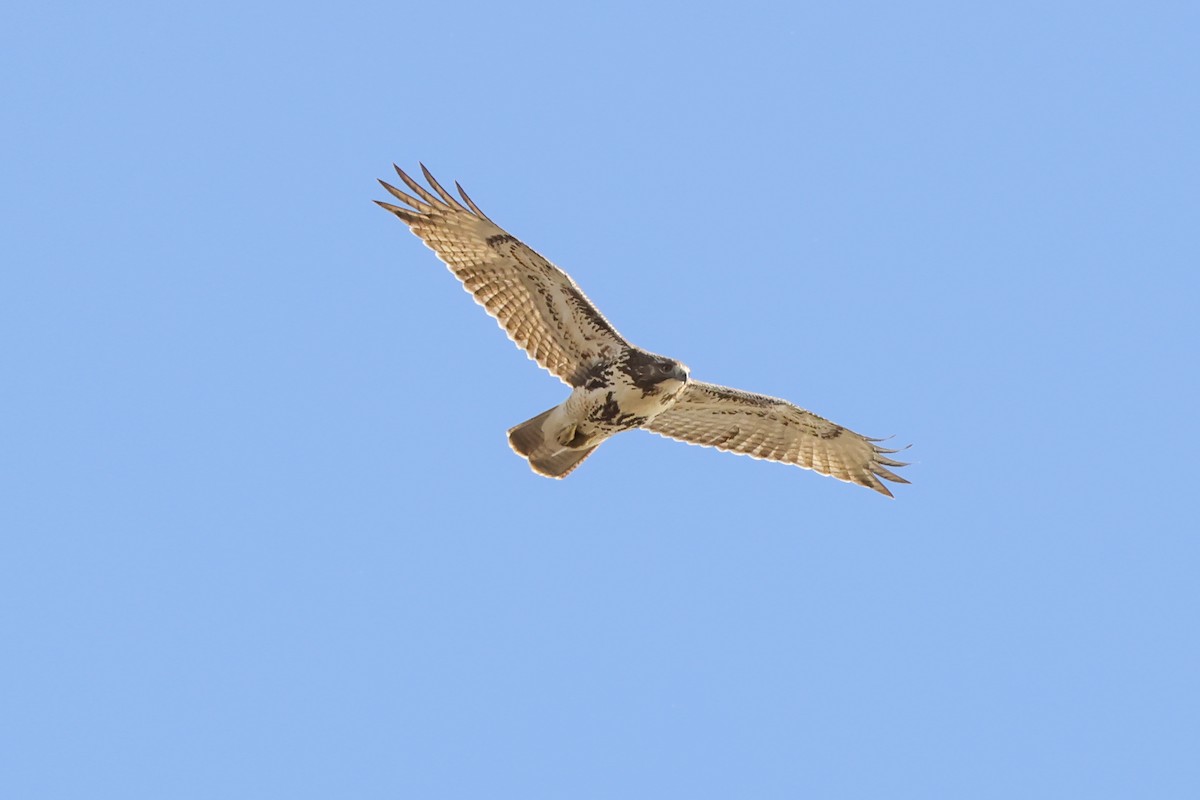 káně rudochvostá - ML646024233