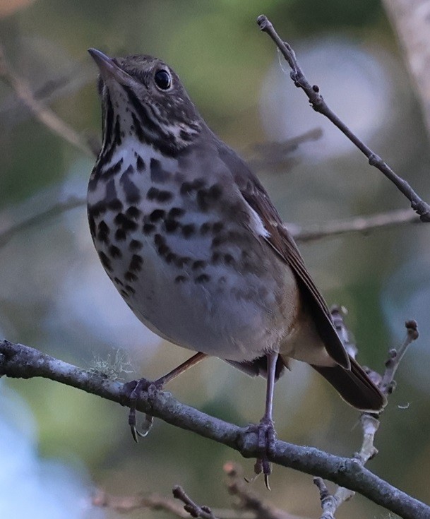 Hermit Thrush - ML646024239
