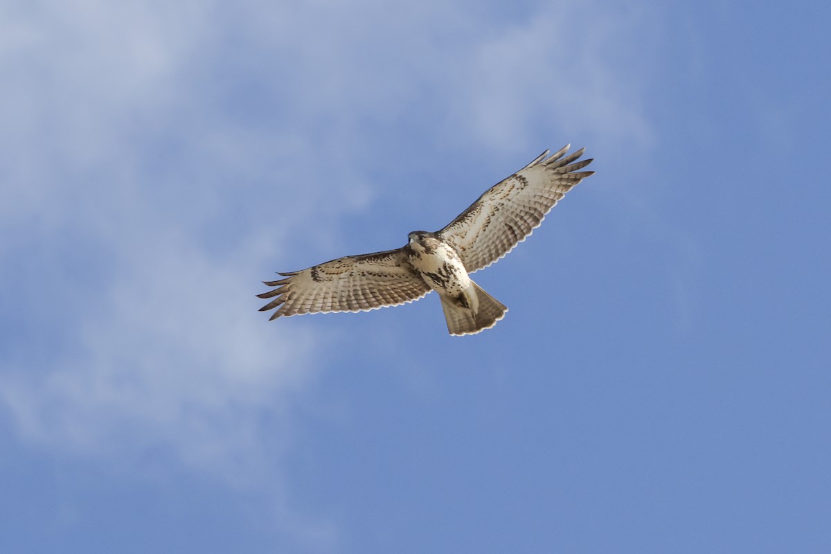 káně rudochvostá - ML646024247