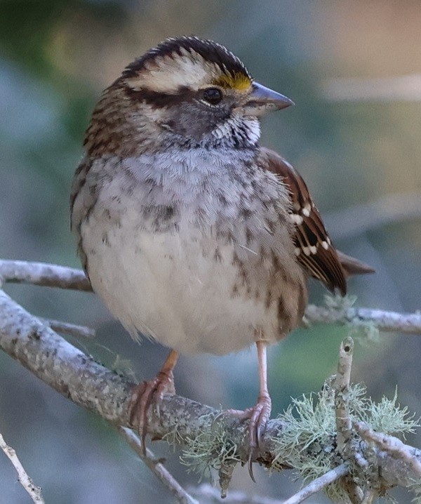 strnadec bělohrdlý - ML646024249