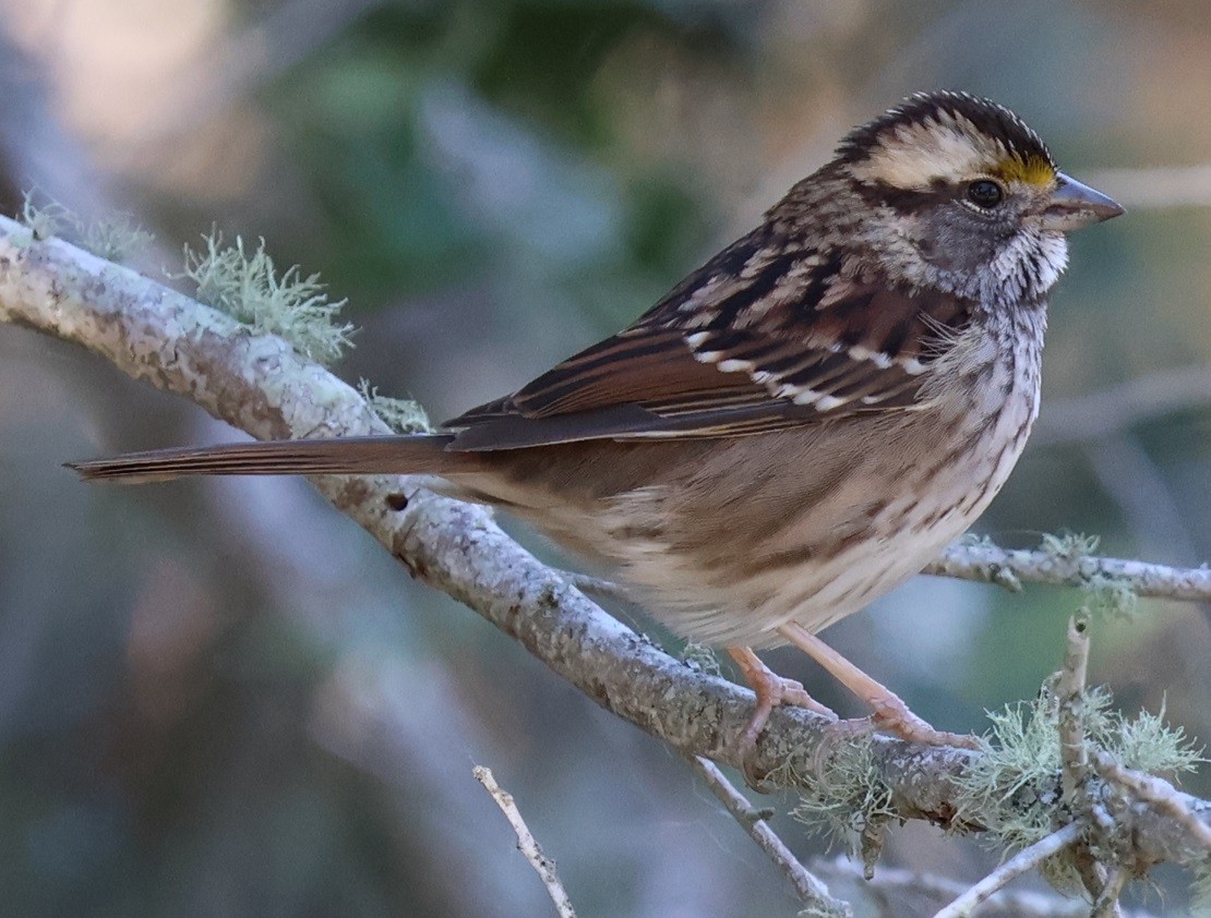 strnadec bělohrdlý - ML646024250