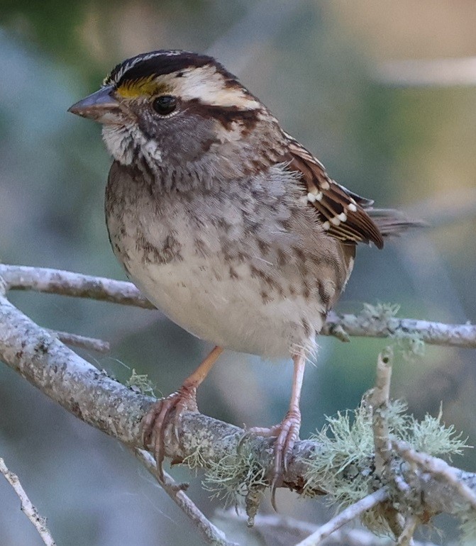 strnadec bělohrdlý - ML646024251