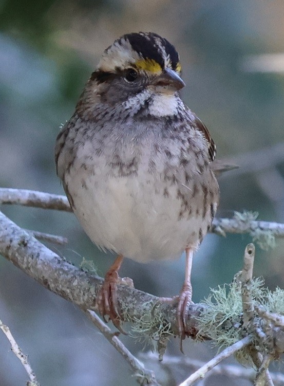 strnadec bělohrdlý - ML646024252