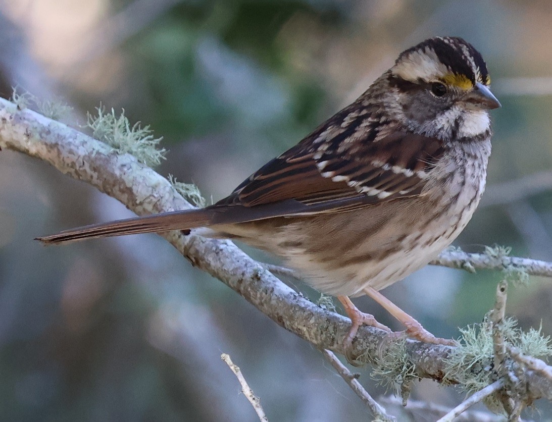 strnadec bělohrdlý - ML646024253