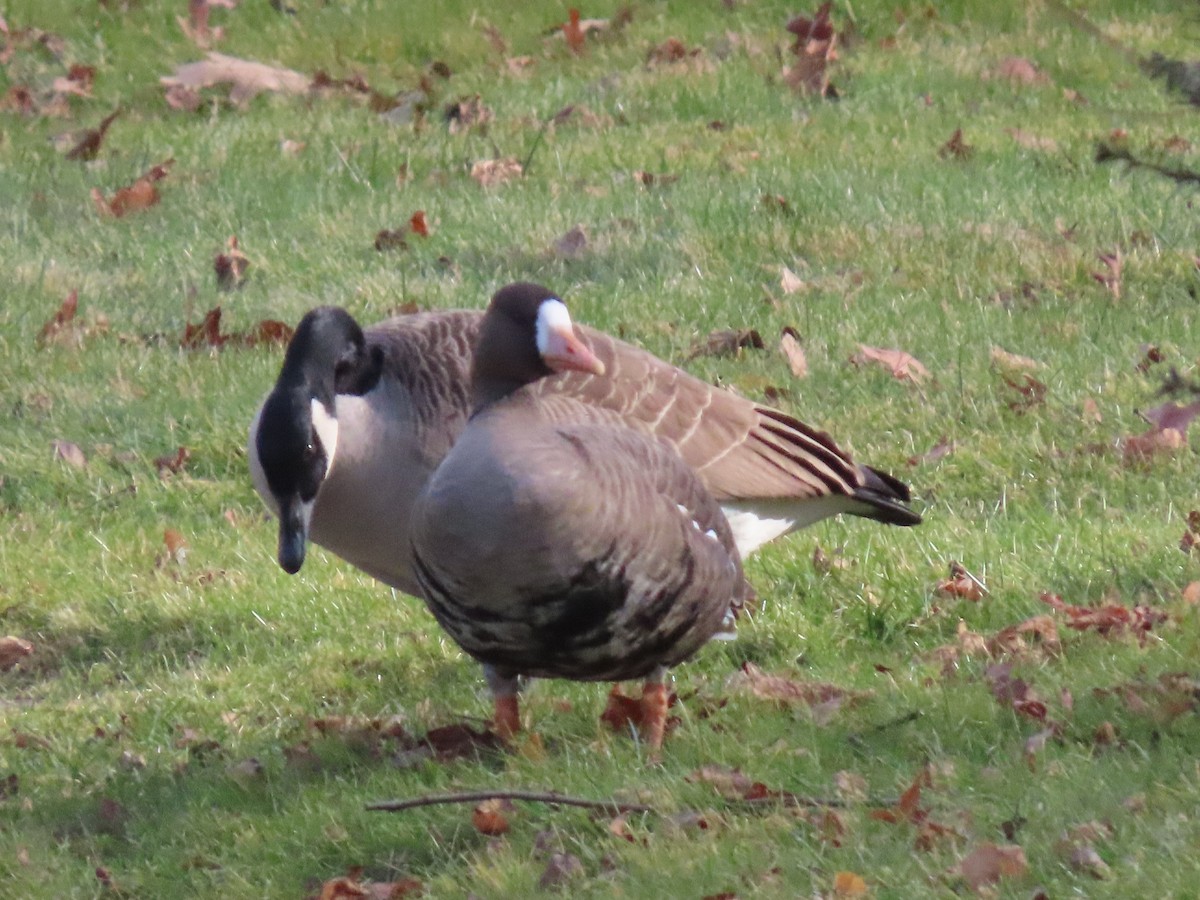Greater White-fronted Goose - ML646024257