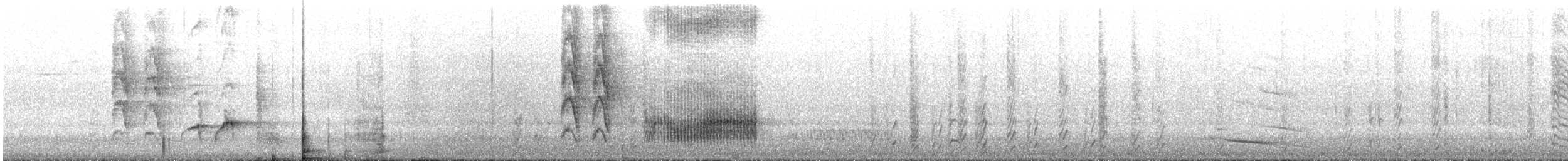 White-browed Babbler - ML646024258