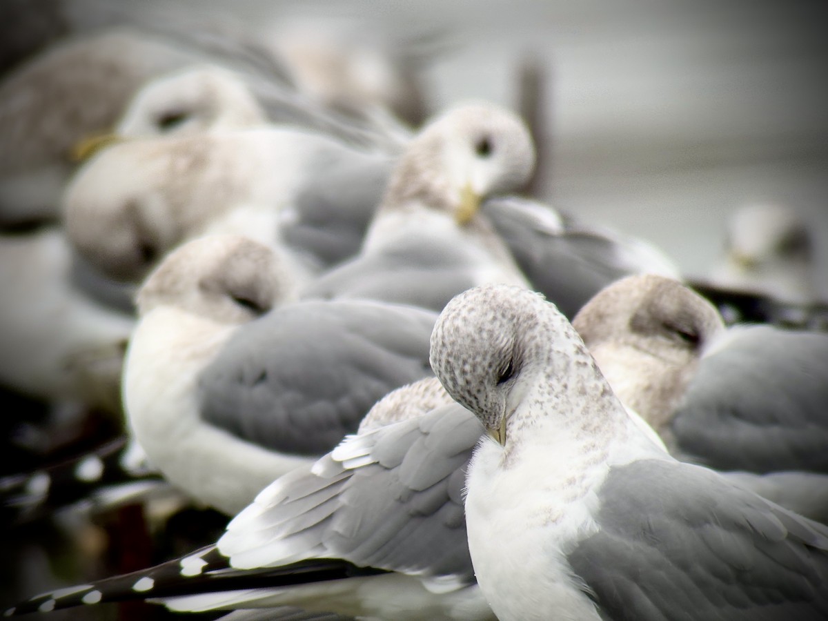 Short-billed Gull - ML646024259