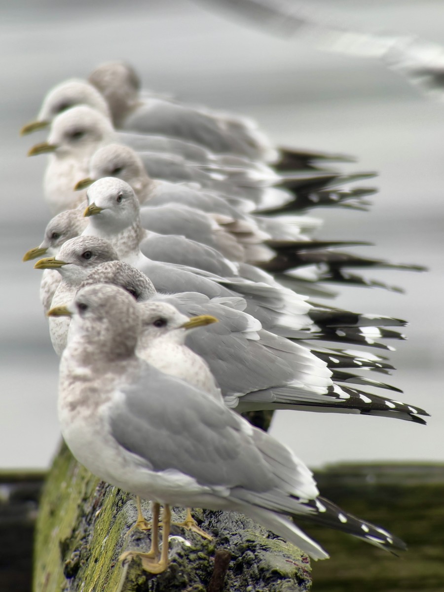 Short-billed Gull - ML646024260