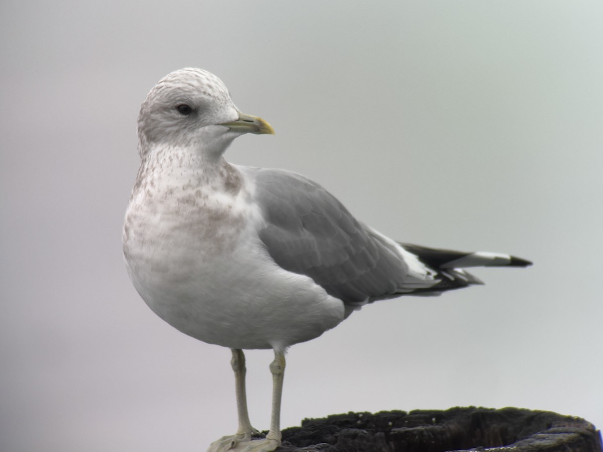 Short-billed Gull - ML646024261