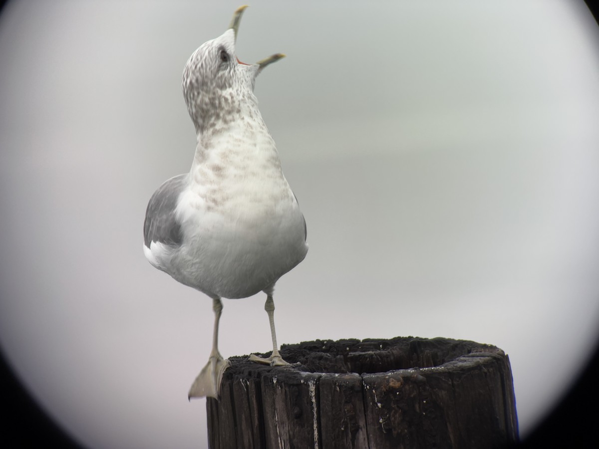 Short-billed Gull - ML646024262