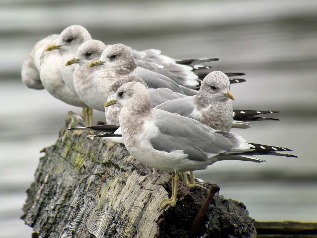 Short-billed Gull - ML646024263