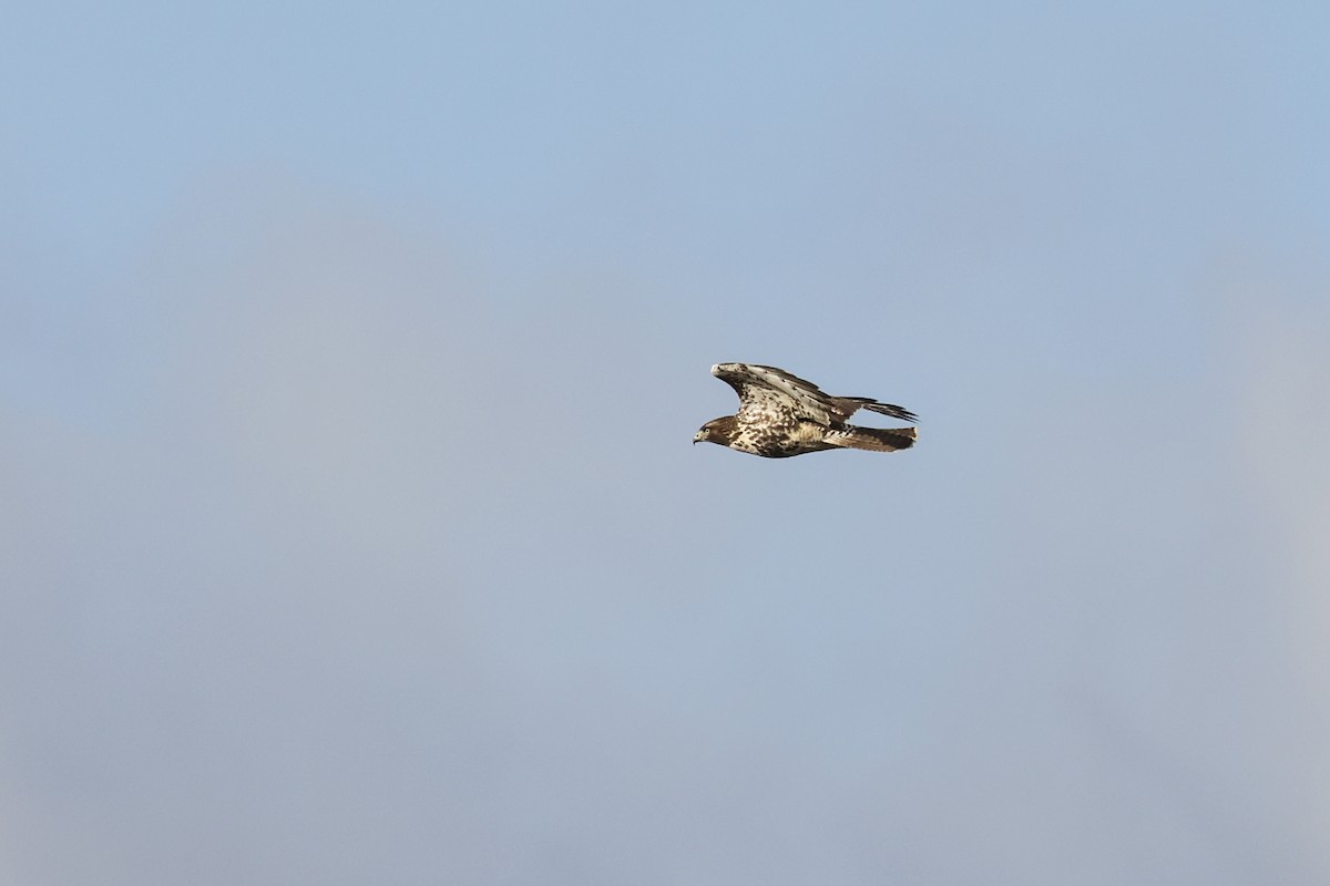 káně rudochvostá - ML646024264