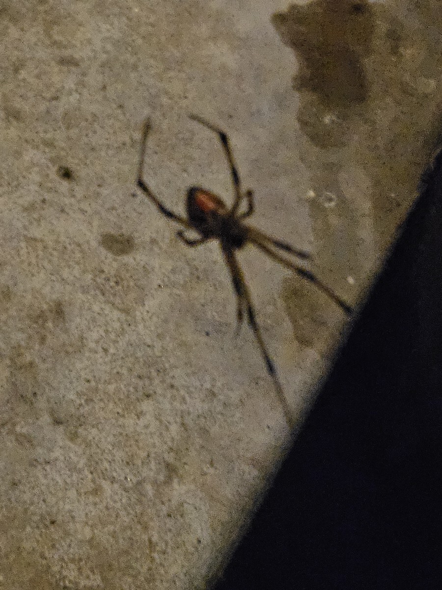 Brown Widow - ML646024265