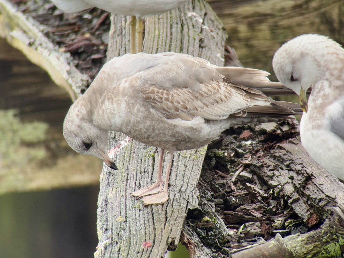 Short-billed Gull - ML646024266