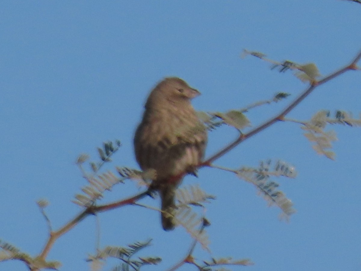 House Finch - ML646024267