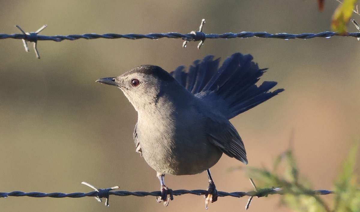 Gray Catbird - ML646024277