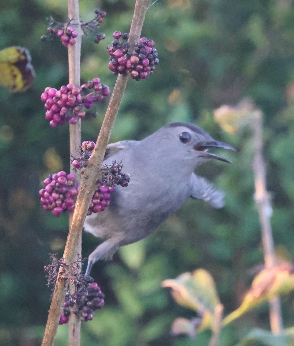 Gray Catbird - ML646024278