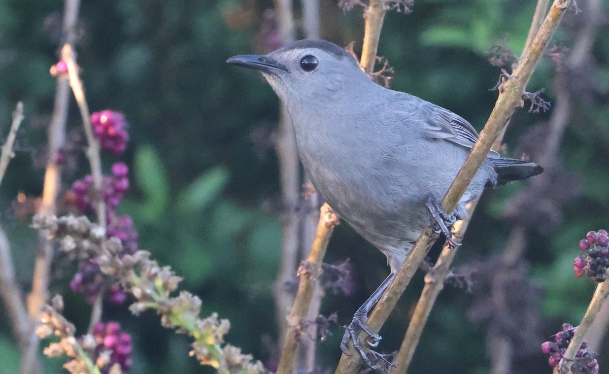 Gray Catbird - ML646024279