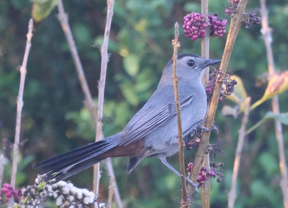 Gray Catbird - ML646024280