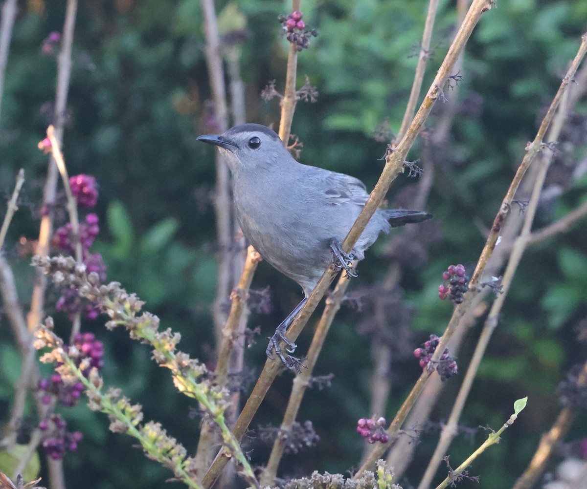 Gray Catbird - ML646024281