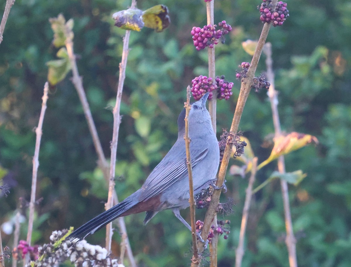 Gray Catbird - ML646024282
