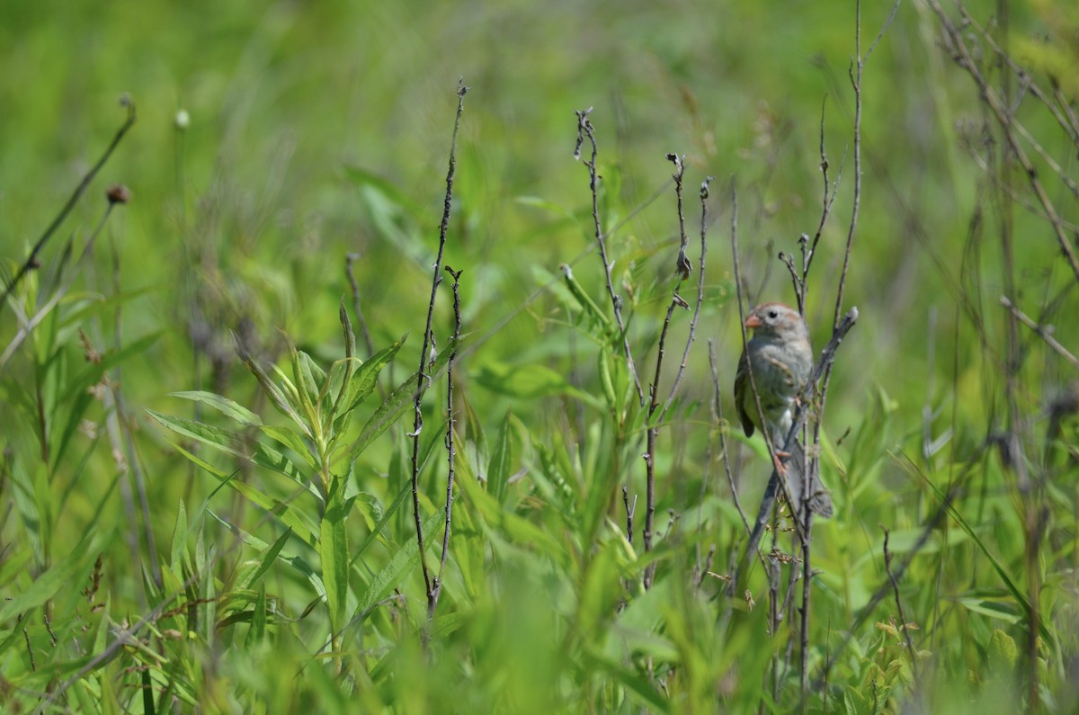 Field Sparrow - ML646024283